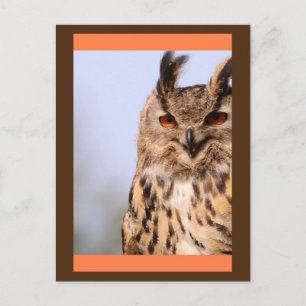 Owl Lächelnd Postkarte