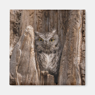 Owl Owl 2" Magnet