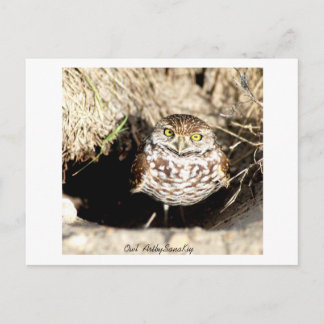 Owl . Postcard Postkarte