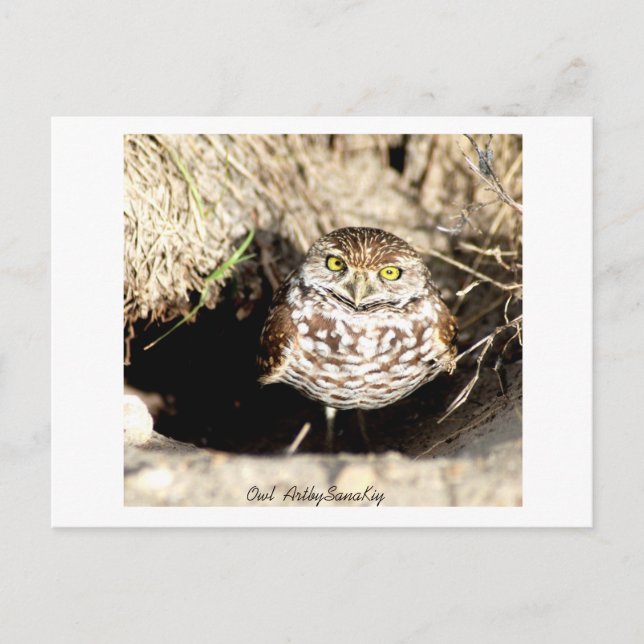 Owl . Postcard Postkarte (Vorderseite)