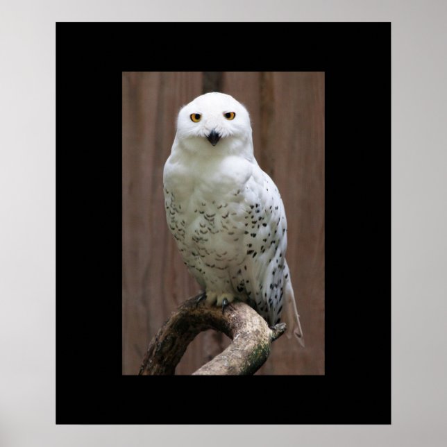 Owl Poster (Vorne)