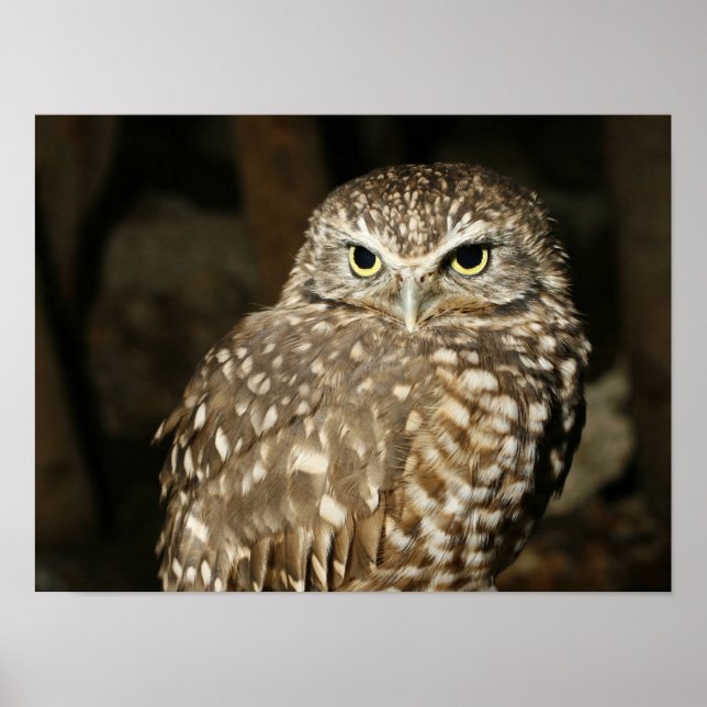 Owl Poster (Vorne)
