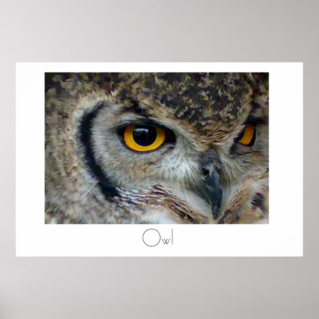 Owl Poster Design (Vorne)