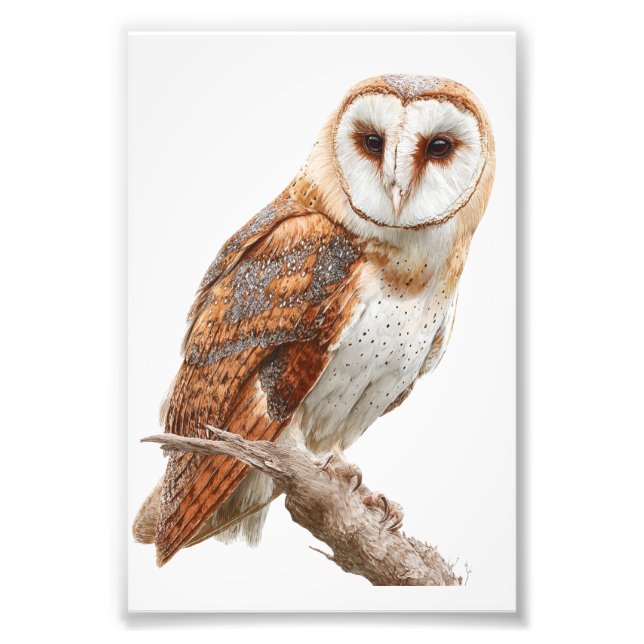 Owl Premium Satin Photo Paper Photo Enlargement Fotodruck (Vorne)