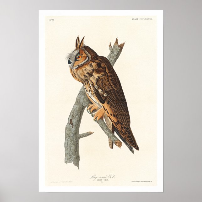 Owl von Audubon Poster (Vorne)