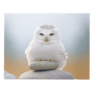 Owl Wild Bird Animal Tranquile Friedlich Notizblock