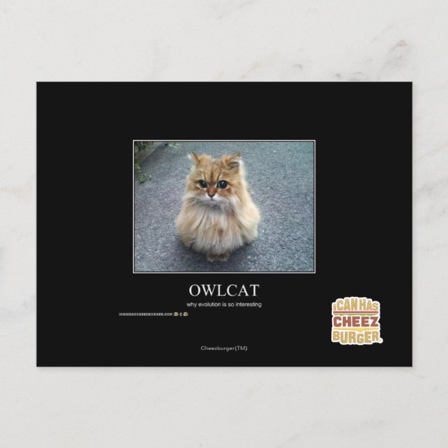 Owlcat Postkarte (Vorderseite)