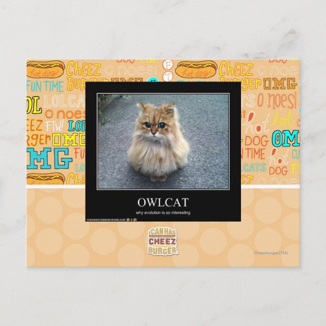 Owlcat Postkarte (Vorderseite)