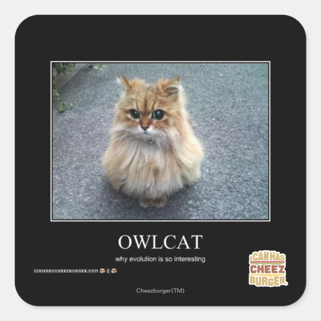 Owlcat Quadratischer Aufkleber (Vorderseite)