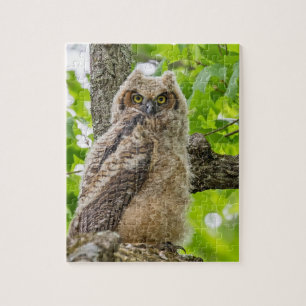 Owlet
