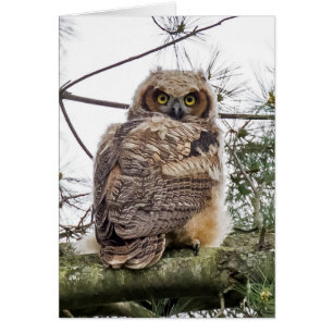 Owlet auf einer Kiefernstrasse