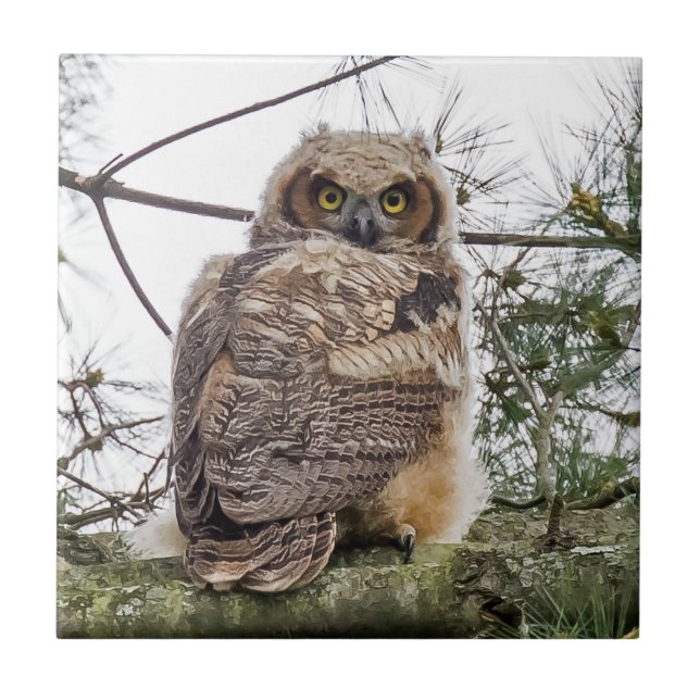 Owlet auf einer Kiefernstrasse Fliese (Vorderseite)