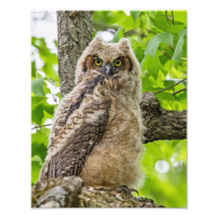 Owlet Fotodruck