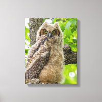 Owlet