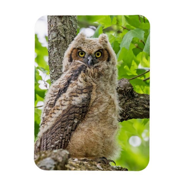 Owlet Magnet (Vertikal)