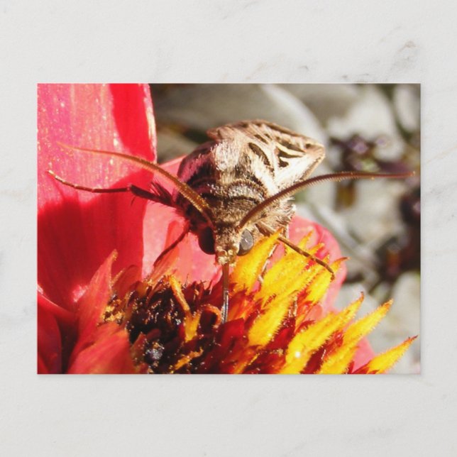 Owlet Moth ~ Postkarte (Vorderseite)