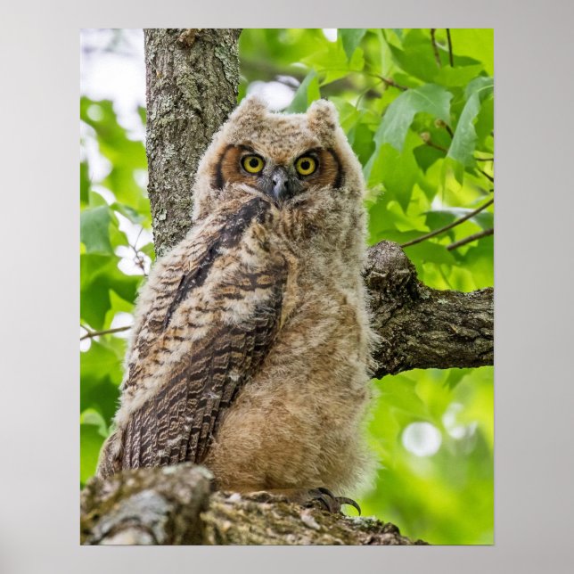 Owlet Poster (Vorne)