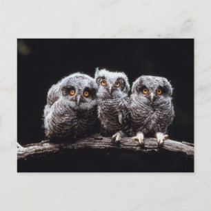 Owlet Trio Postkarte