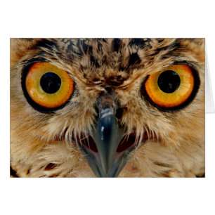 Owls Eyes