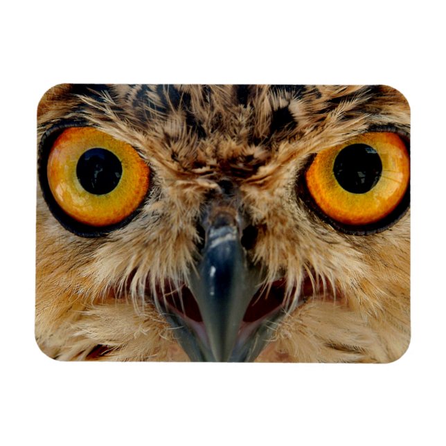 Owls Eyes Magnet (Horizontal)