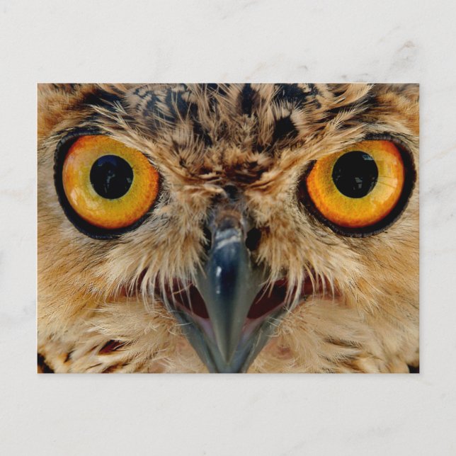 Owls Eyes Postkarte (Vorderseite)