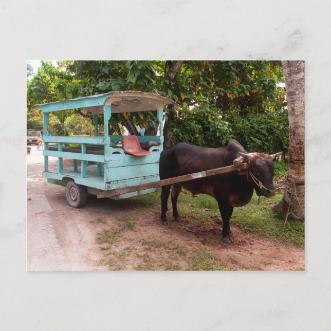Ox Cart Postkarte (Vorderseite)