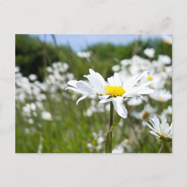 Ox-eye Daisies | Blume Postkarte (Vorderseite)