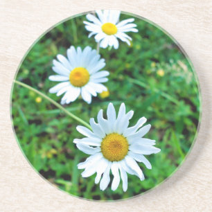 Ox-Eye Daisies Getränkeuntersetzer