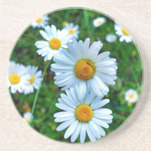 Ox-Eye Daisies Getränkeuntersetzer