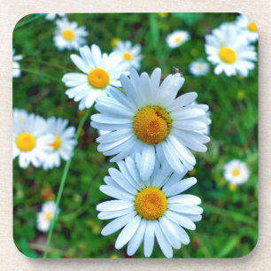 Ox-Eye Daisies Getränkeuntersetzer