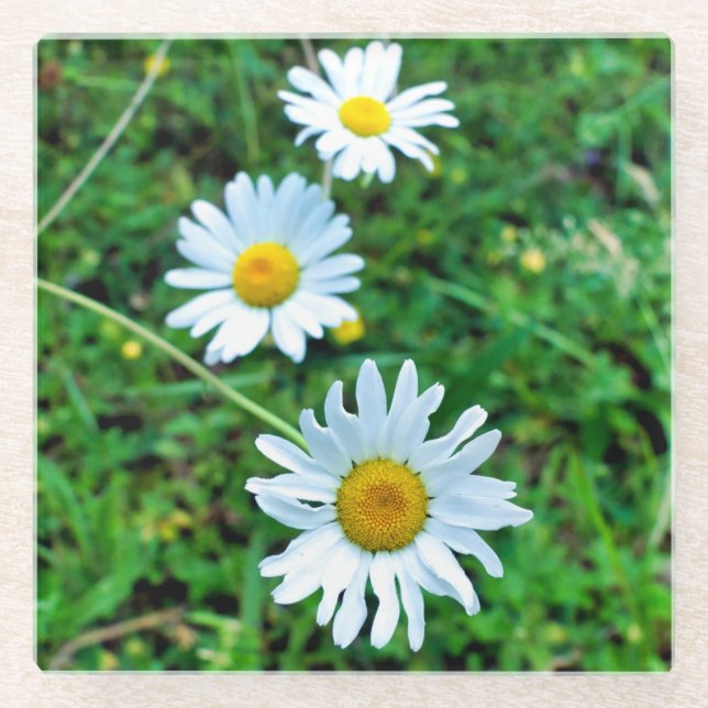 Ox-Eye Daisies Glasuntersetzer (Vorderseite)