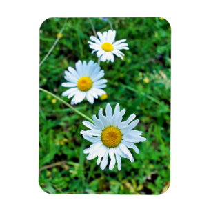 Ox-Eye Daisies Magnet