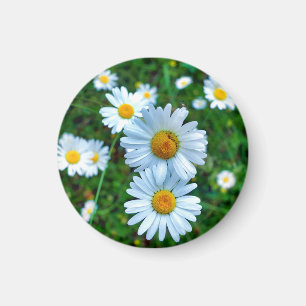 Ox-Eye Daisies Magnet