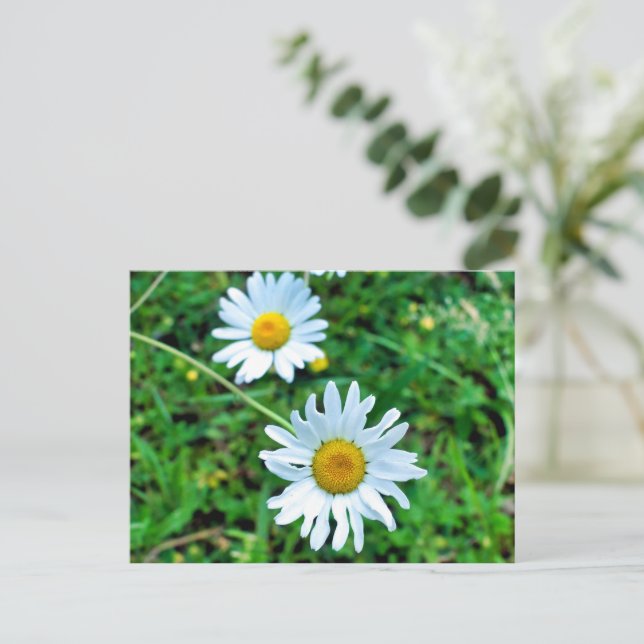Ox-Eye Daisies Postkarte (Stehend Vorderseite)