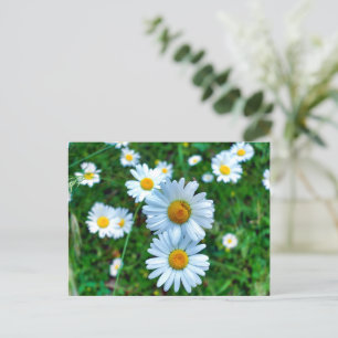 Ox-Eye Daisies Postkarte