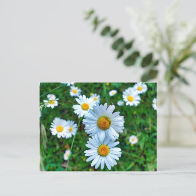 Ox-Eye Daisies Postkarte (Stehend Vorderseite)