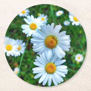 Ox-Eye Daisies Runder Pappuntersetzer