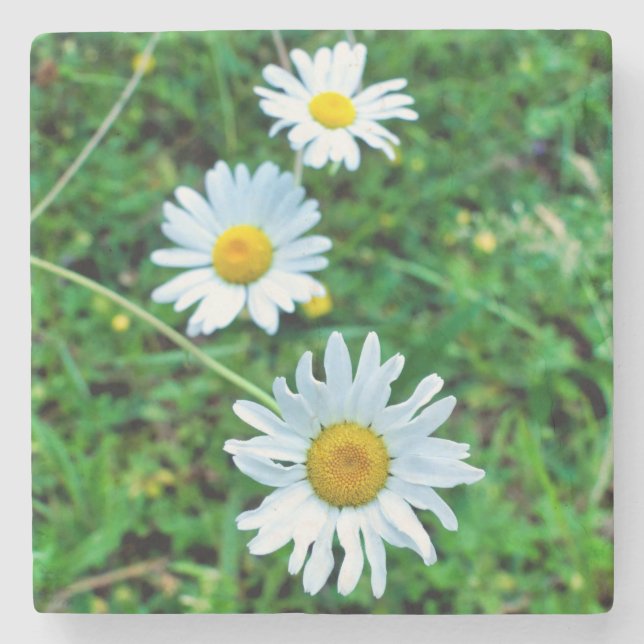 Ox-Eye Daisies Steinuntersetzer (Vorderseite)