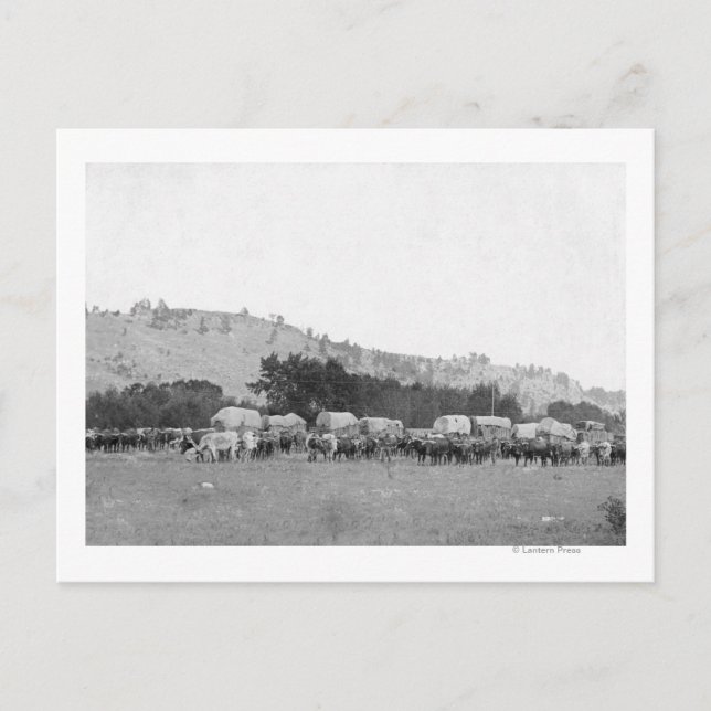 Ox Züge zwischen Sturgis und Deadwood Fotograp Postkarte (Vorderseite)