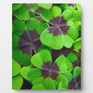 Oxalis-Blätter - Rot und Grün Fotoplatte