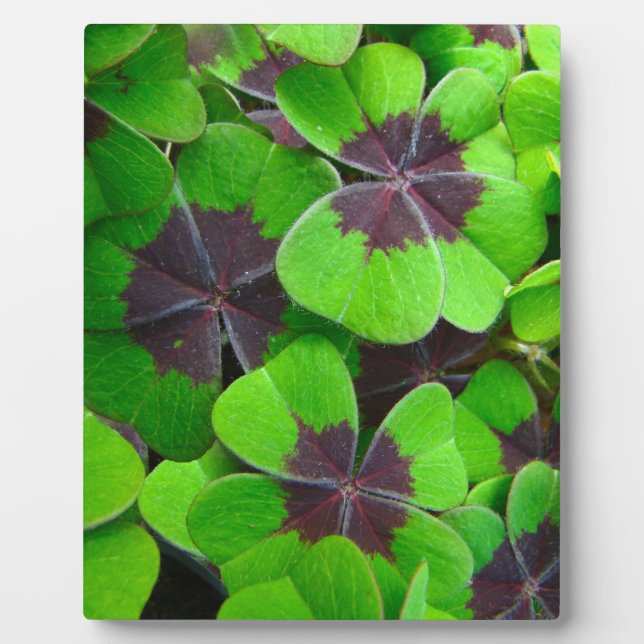 Oxalis-Blätter - Rot und Grün Fotoplatte (Vorderseite)