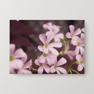 Oxalis triangularis button