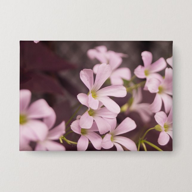 Oxalis triangularis button (Vorderseite)