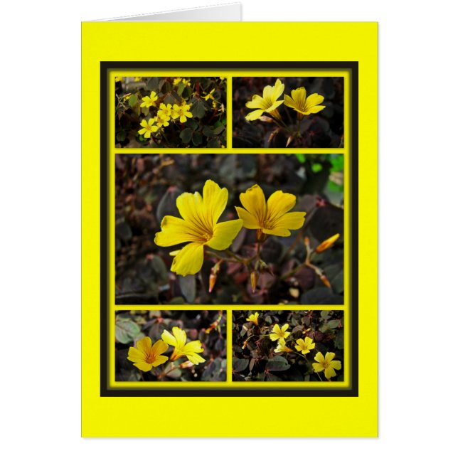 Oxalis Yellow-Flower Houseplant (Vorne)