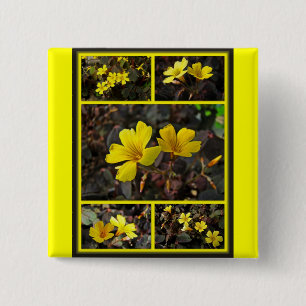 Oxalis Yellow-Flower Houseplant Button