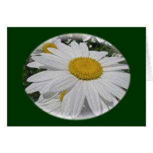 Oxeye Daisy Wildblume Blumenartikel