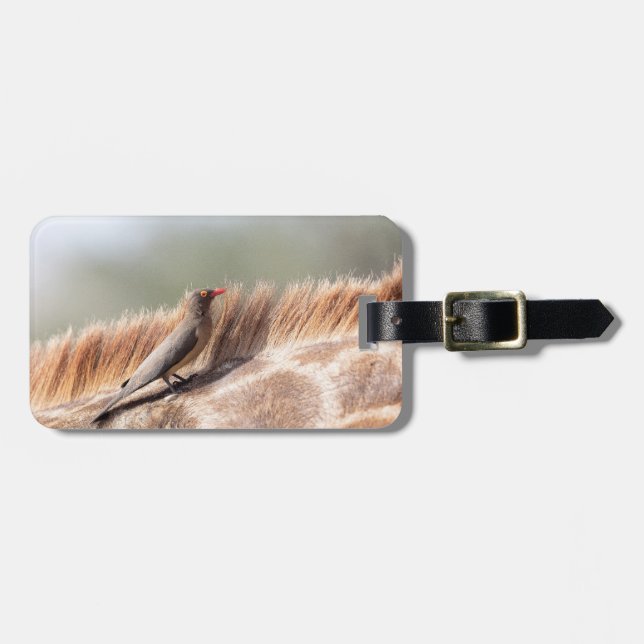 Oxpecker auf einer Giraffe Gepäckanhänger (Vorderseite horizontal)