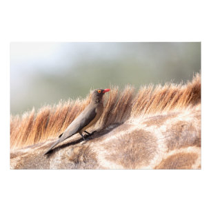 Oxpecker, wir haben Giraffe Fotodruck