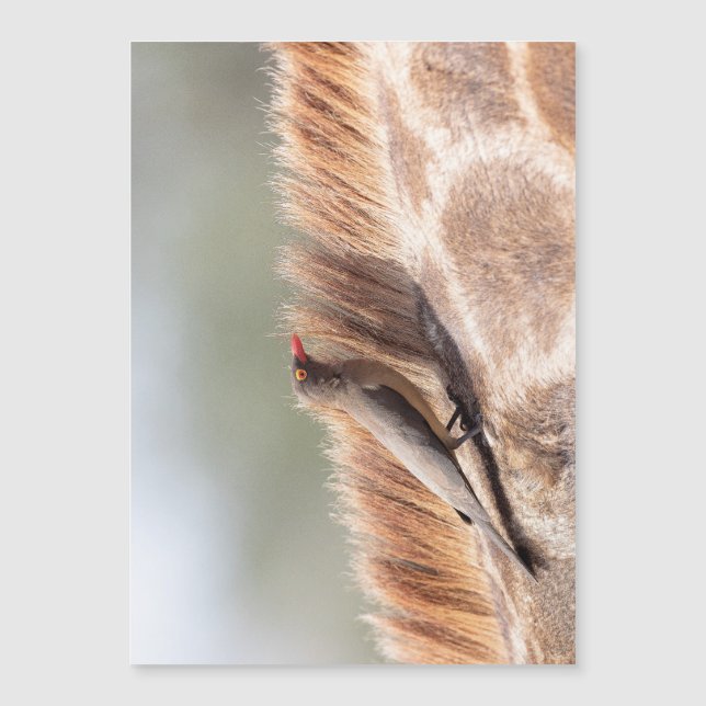 Oxpecker, wir haben Giraffe Magnetkarte (Vorderseite)