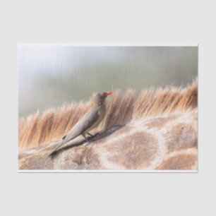Oxpecker, wir haben Giraffe Seidenpapier